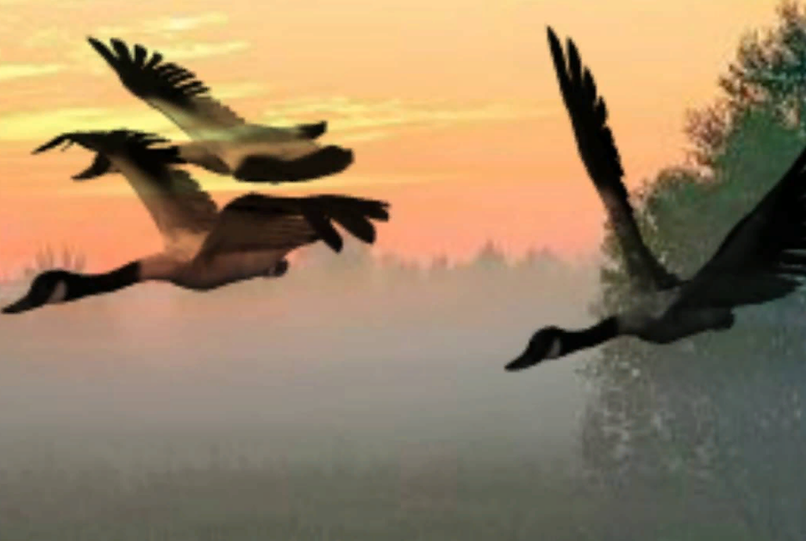 Vitaly Gogunsky Журавли sheet music for piano download Piano.Solo